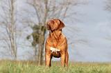 DOGUE DE BORDEAUX 138